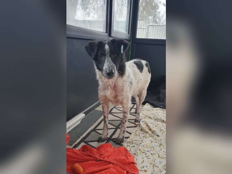 Polly. geb. ca. 11.12.2020, SH ca. mittelgroß, verspielt, fröhlich, sozial mit auserwählten Hunden