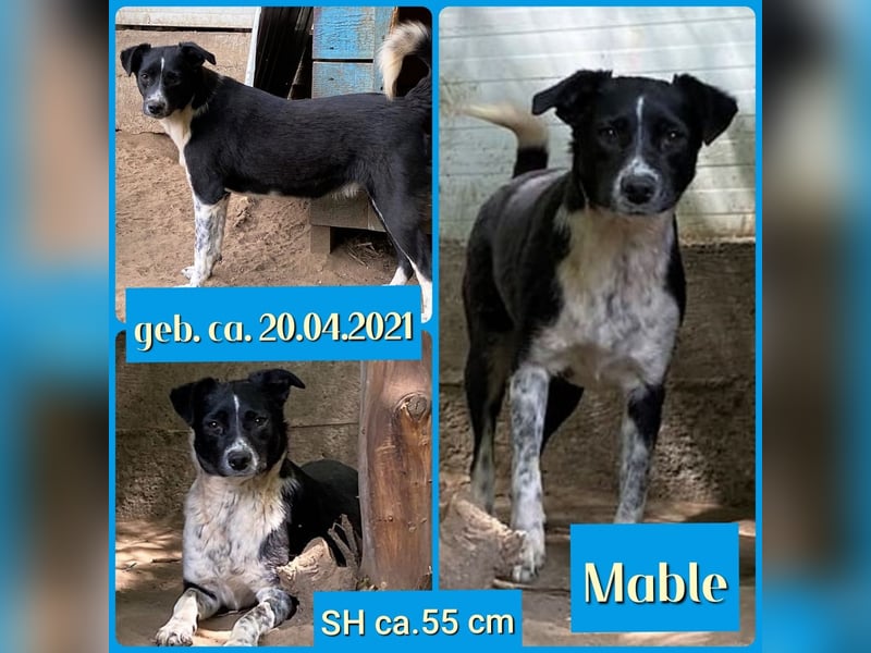 Mable, 4-jähriges Mädchen, SH ca. 55 cm, quirlig, freundlich, sozial, verspielt