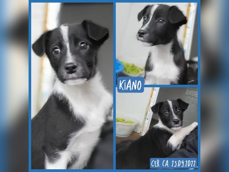 Kiano, Rüde, 2 1/2 -jähriger Rüde,  25.09.2022 geb.- mittelgroß, freundlich und sozial