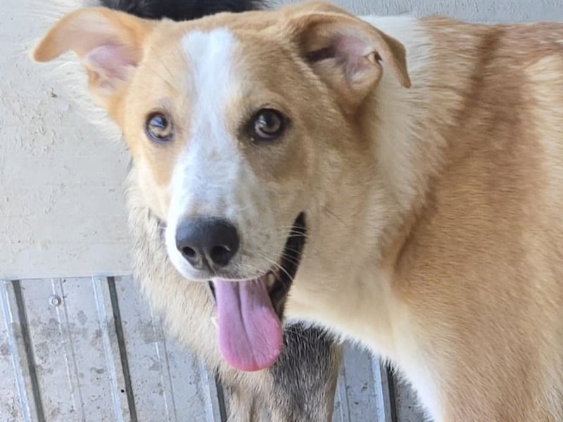 Matteo, Rüde, *ca. 09.10.2024, SH ca. 55-60 cm, freundlich, verschmust, unsicher, schreckhaft