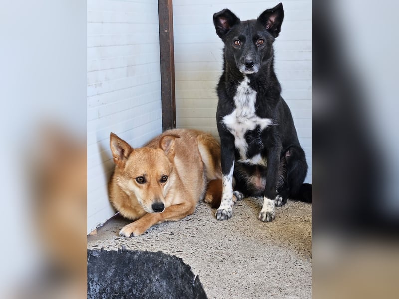 Melody, 6jährigen Hundedame, ca. mittelgroß, schüchtern, neugierig, lieb, sozial