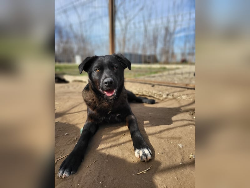 Stefan, Bub, *ca. 24.06.2022, ca. mittelgroß, sozial, verspielt, menschenbezogen