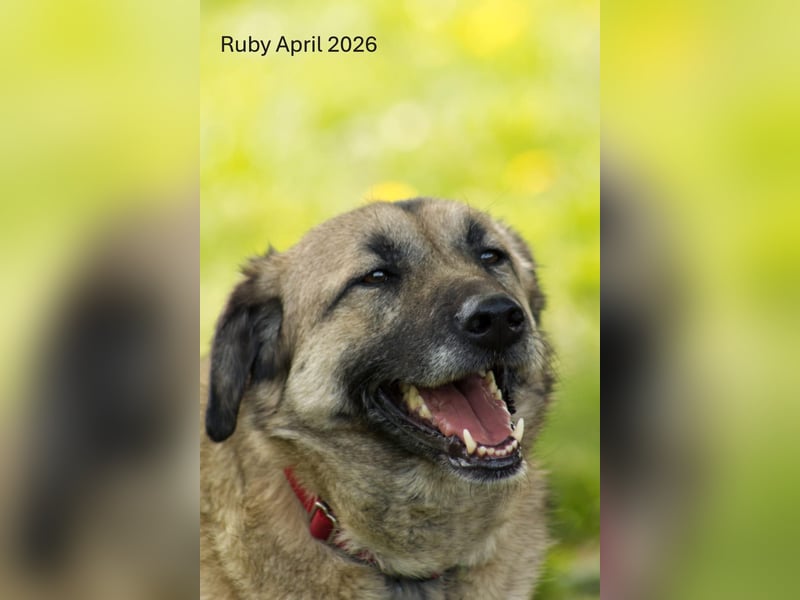 Ruby, Hündin, *ca.16.03.2021, SH ca. 59 cm