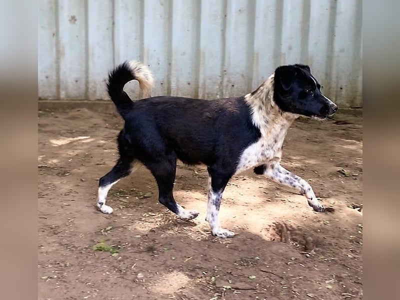 Mable, 4-jähriges Mädchen, SH ca. 55 cm, quirlig, freundlich, sozial, verspielt