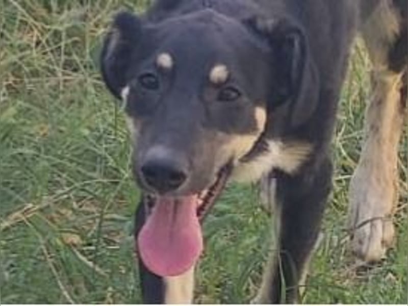 Cally, Hündin, *ca. 10.04.2025, ca. mittelgroß, freundlich, neugierig, sozial