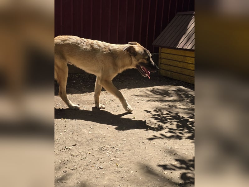 WOTAN , 1 1/3 jähriger Bub, mittelgroß, fröhlich, aufgeschlossen Junghund typisch verspielt
