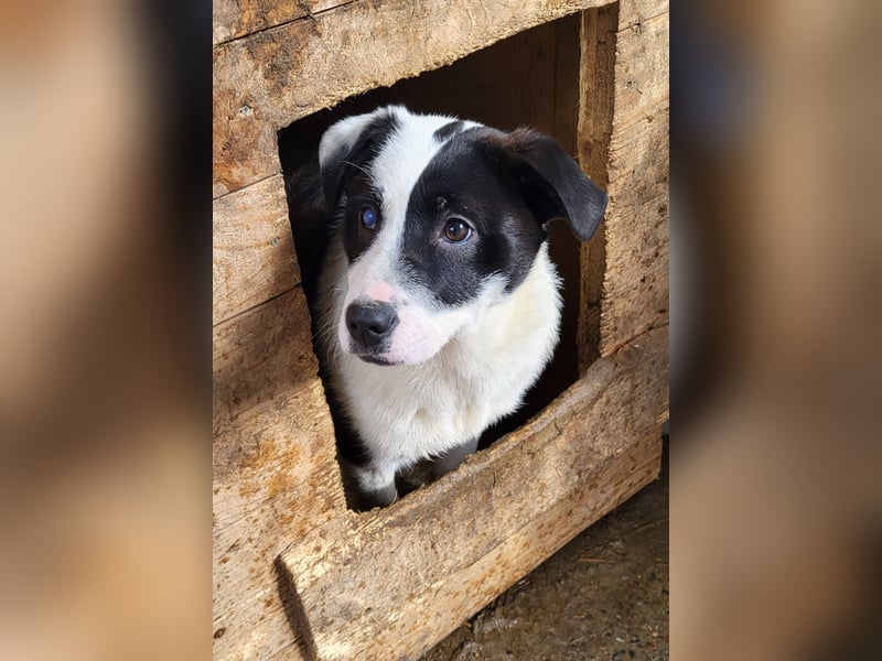 Tutu, Hündin, *ca. 10.09.2025, ca. kniehoch bis mittelgroß werdend, liebevoll, aufgeschlossen, freun