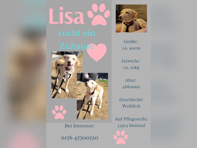 Lisa, Hündin, *01.04.2026, aktuell ca.40 cm, sozial, noch vorsichtig