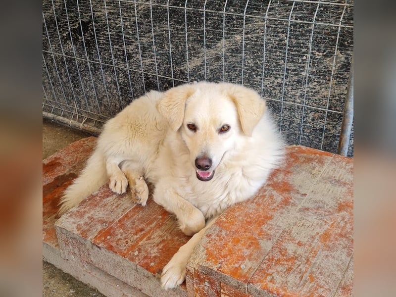 Basti, Rüde, *ca. 15.01.2023, ca. mittelgroß, lieb, freundlich, unsicher