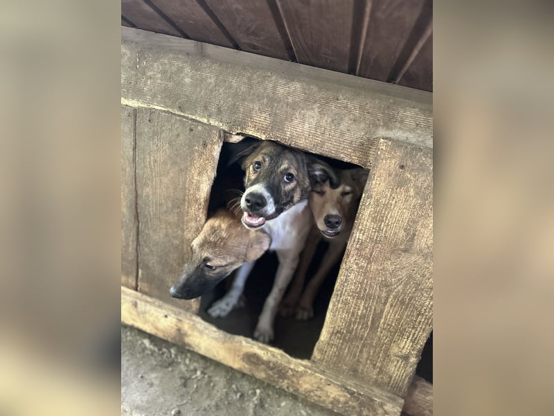 Wallace, 1 1/3-jähriger Rüde, SH ca. mittelgroß, freundlich, sozial, verspielt, neugierig