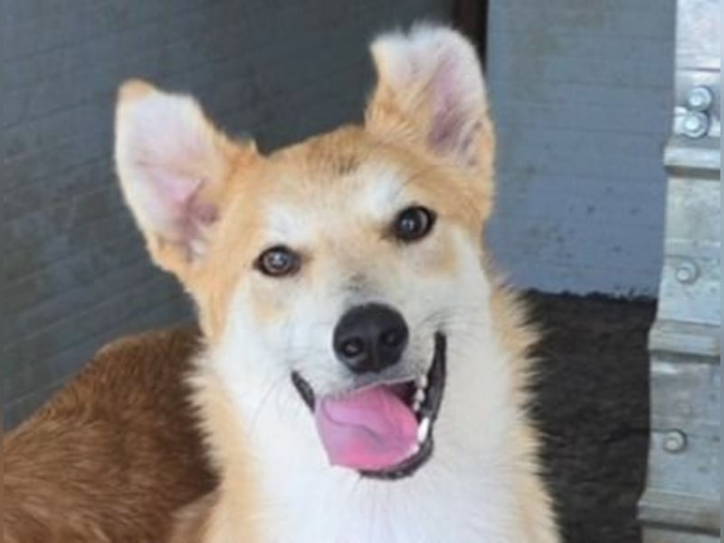 Andy, Rüde, *ca. 15.10.2024, ca. 55 cm, verschmust, aktiv, neugierig