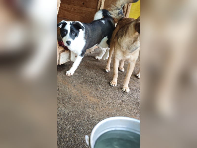 Tutu, Hündin, *ca. 10.09.2025, ca. kniehoch bis mittelgroß werdend, liebevoll, aufgeschlossen, freun