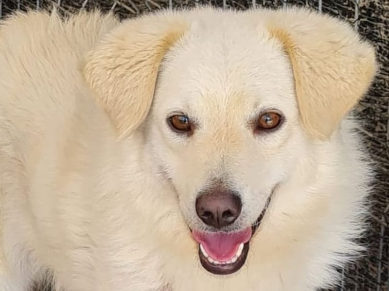 Basti, Rüde, *ca. 15.01.2023, ca. mittelgroß, lieb, freundlich, unsicher