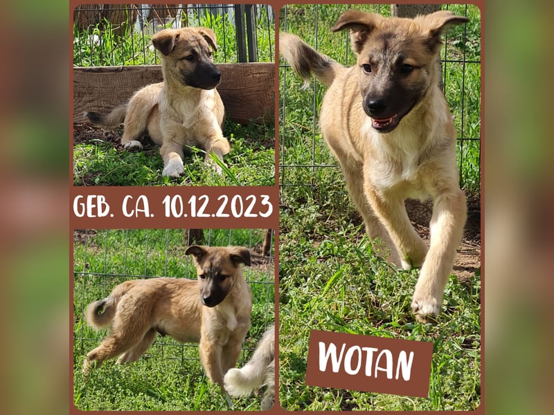 WOTAN , 1 1/3 jähriger Bub, mittelgroß, fröhlich, aufgeschlossen Junghund typisch verspielt