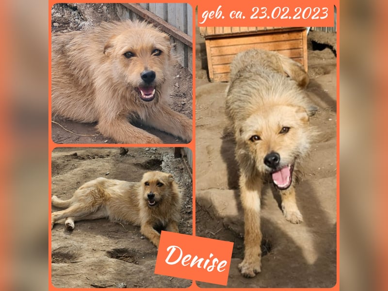 Denise, Mädel, *ca.23.02.2023, ca. mittelgroß, freundlich, verschmust, neugierig, sozial
