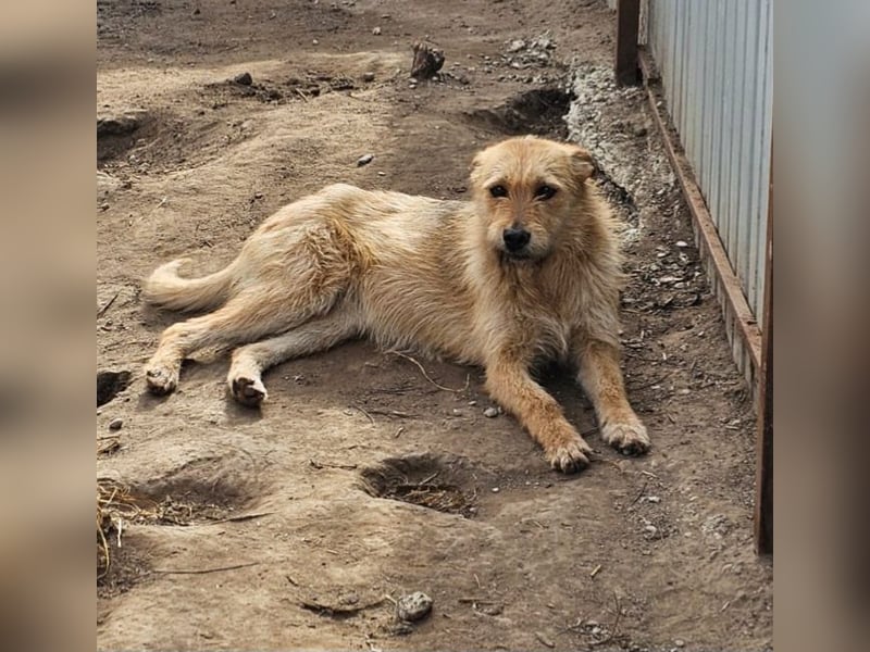 Denise, Mädel, *ca.23.02.2023, ca. mittelgroß, freundlich, verschmust, neugierig, sozial