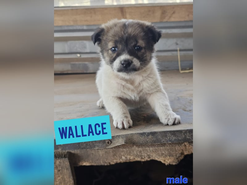 Wallace, 1 1/3-jähriger Rüde, SH ca. mittelgroß, freundlich, sozial, verspielt, neugierig