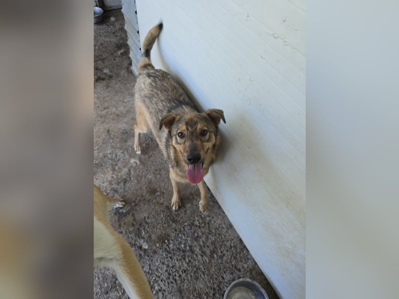 Austin, Rüde, *ca. 15.10.2024, ca. 55 cm, freundlich, neugierig, sozial