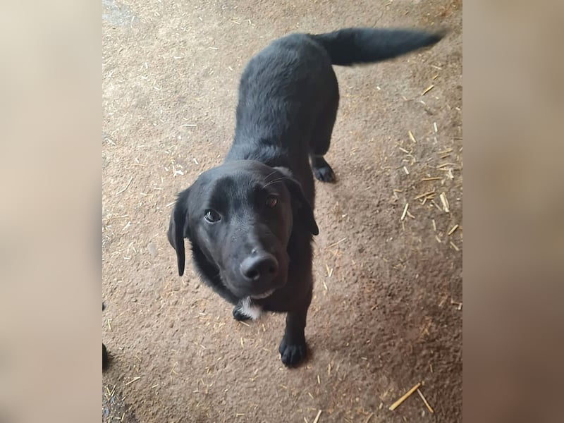 Ivan, Rüde,*ca. 14.06.2024, ca. mittelgroß, freundlich, zurückhaltend, ausgeglichen