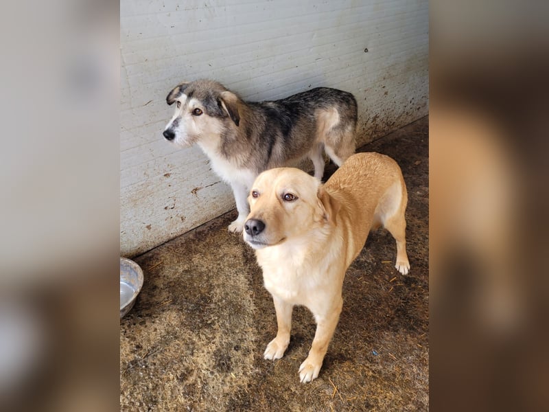 Loony , Hündin, *ca. 12.06.2023, ca. mittelgroß, zurückhaltend, sozial, sanft