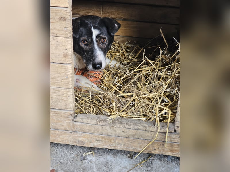 Maria , Hündin, *ca. 03.01.2014, SH mittelgroß, schüchtern, zurückhaltend, neugierig