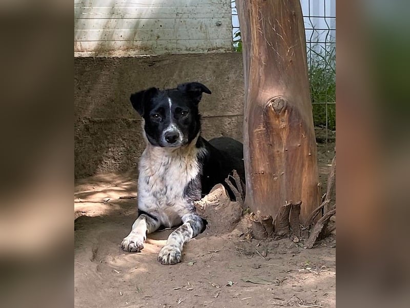 Mable, 4-jähriges Mädchen, SH ca. 55 cm, quirlig, freundlich, sozial, verspielt