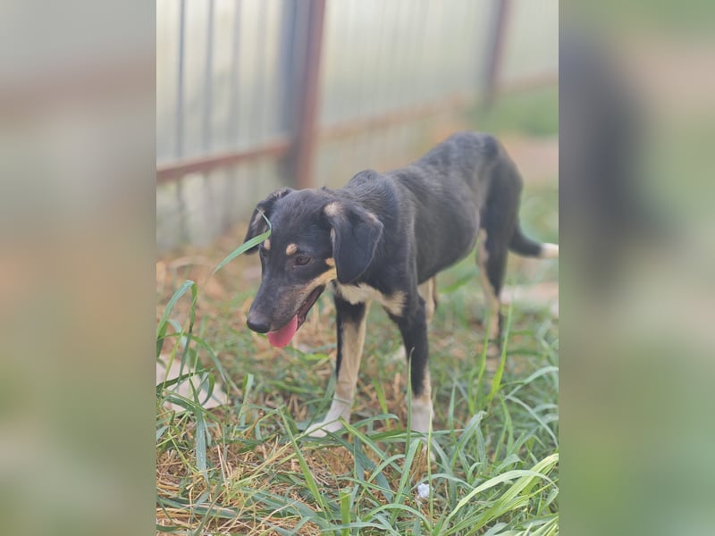 Cally, Hündin, *ca. 10.04.2025, ca. mittelgroß, freundlich, neugierig, sozial