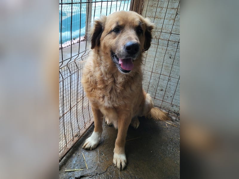 Arthos, Rüde, *ca. 20.10.2016, ca. mittelgroß, verschmust, aktiv, sozial, freundlich