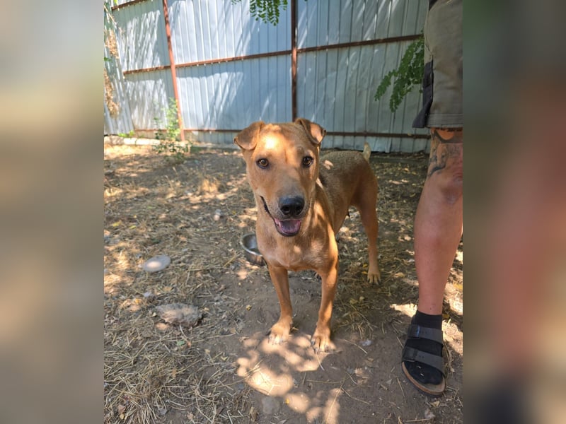 Ute, Hündin, *ca. 19.06.2023, ca. mittelgroß, aktiv, intelligent, interessiert