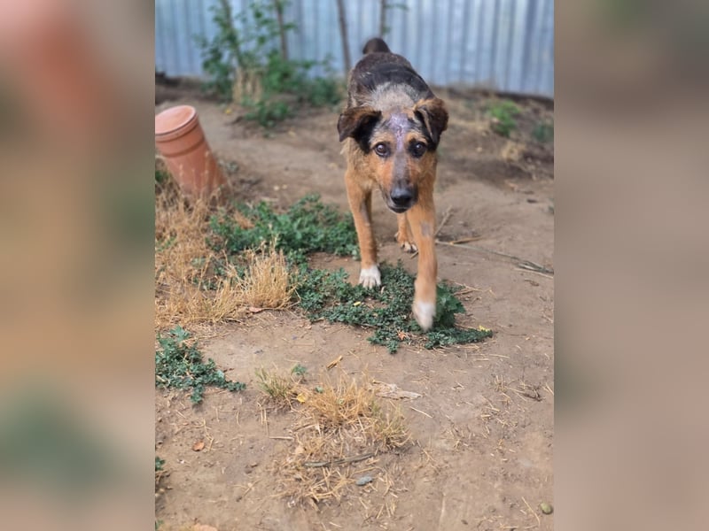 Hagrid (Spitzname "Platte") Rüde, Alter unbekannt, ca. mittelgroß, freundlich, liebevoll, sozial