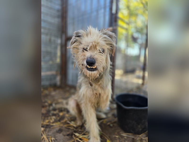 Toothy, Rüde, *ca. 01.11.2015, ca. kniehoch bis mittelgroß, Handicap, sanft, dankbar, fast blind