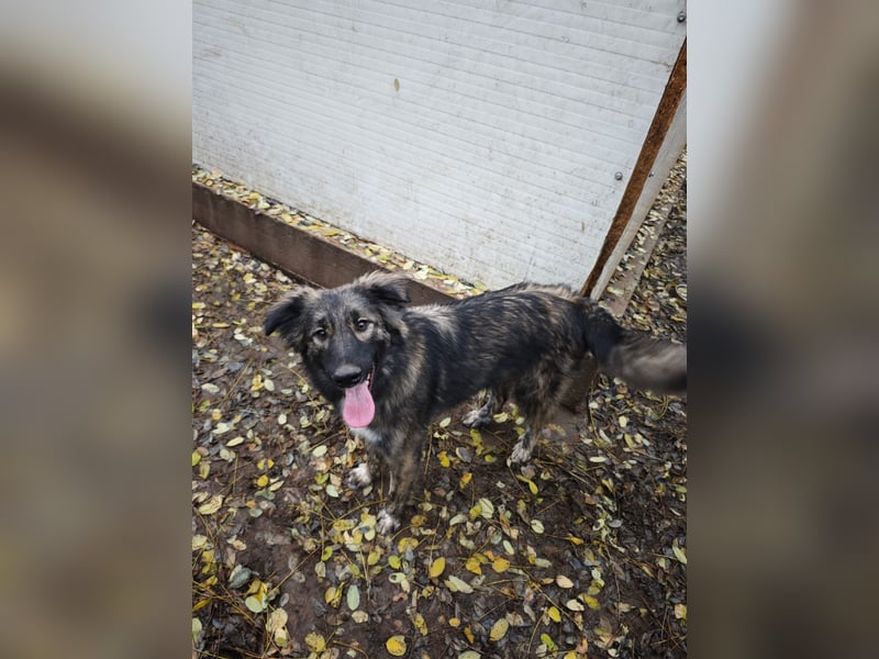 Winnie, Rüde, *ca. 29.10.2024, ca. mittelgroß bis groß, sehr sozial, neugierig, lebensfroh