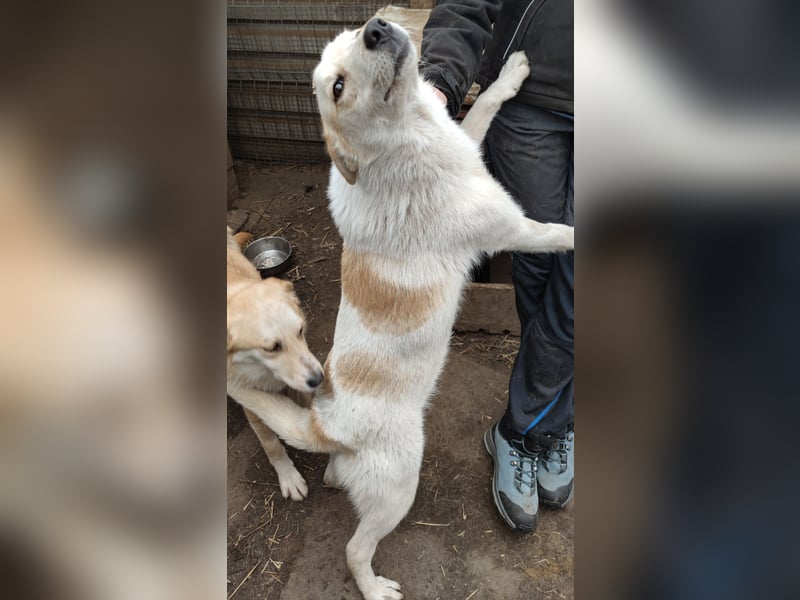 Fraser, 3-jähriger Bub, SH ca. mittelgroß, freundlich, sozial, verspielt, vorsichtig