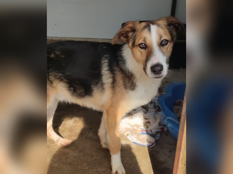 I L J A , 3-jähriger Junge, SH ca. mittelgroß, zurückhaltend, neugierig, sanft, sozial