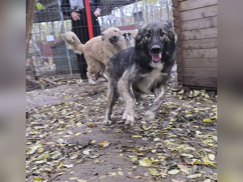 Winnie, Rüde, *ca. 29.10.2024, ca. mittelgroß bis groß, sehr sozial, neugierig, lebensfroh