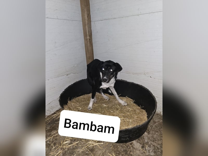 BamBam, Hündin,*ca. 10.07.2021, SH ca. mittelgroß,freundlich, sozial, unsicher, neugierig