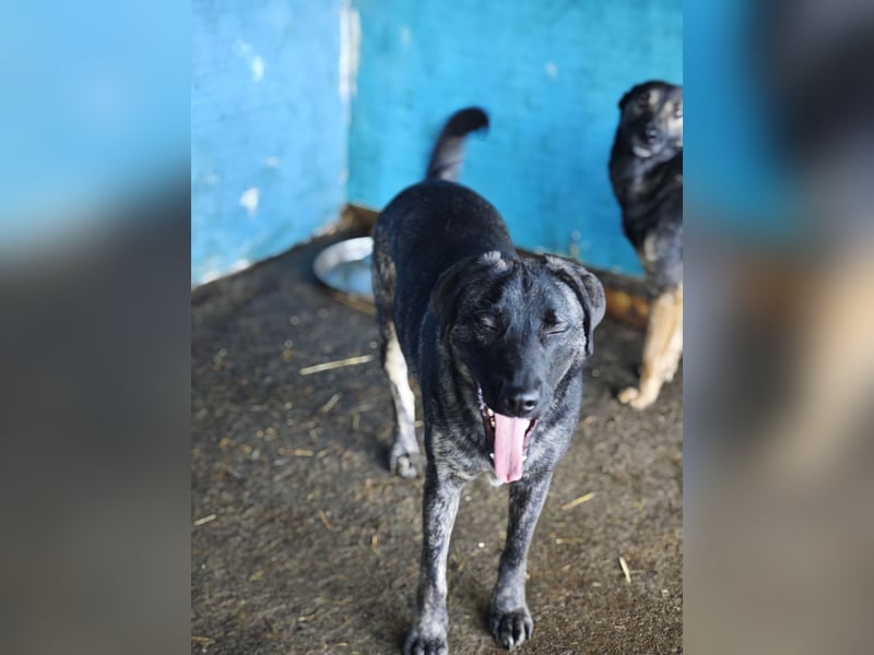 Isak, Rüde, *ca. 14.06.2024, ca. mittelgroß, sehr sozial, ausgeglichen, freundlich