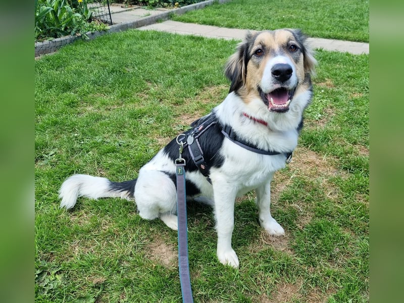 Zhara, Hündin, *ca.2.2.2024, ca. 59cm groß, ca. 26 kg, sozial, menschenbezogen, aufmerksam