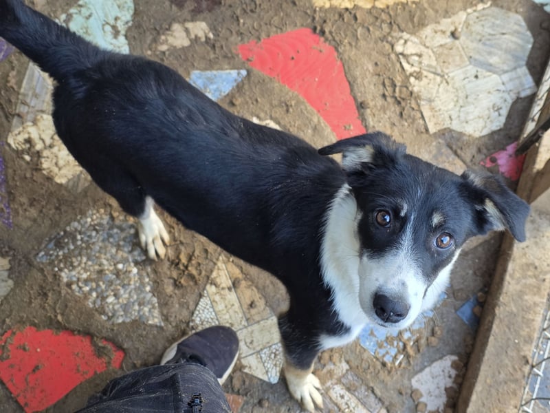 Catrina, Hündin, *ca. 10.04.2025, ca. mittelgroß, verschmust, aufmerksam, wissbegierig