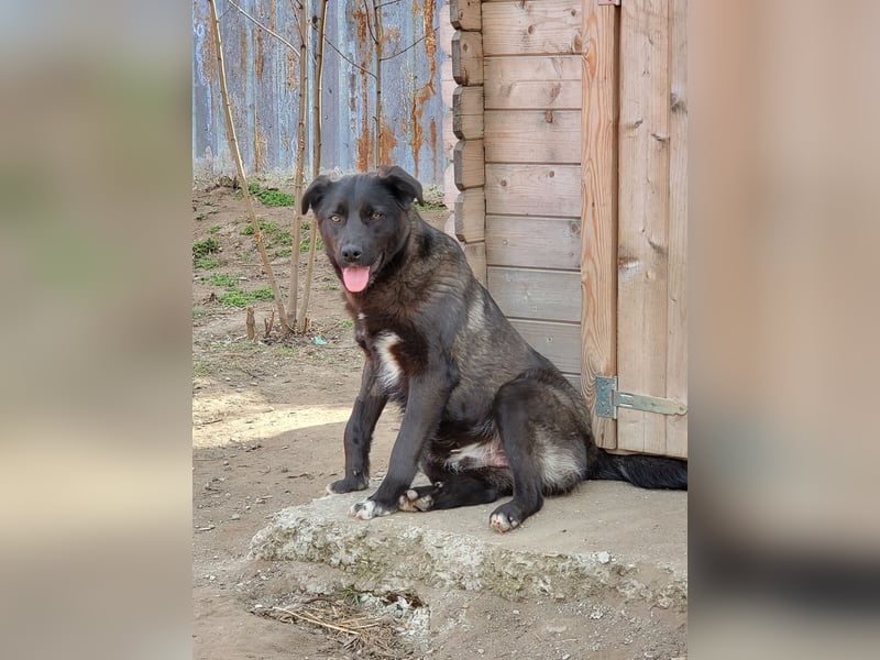 Stefan, Bub, *ca. 24.06.2022, ca. mittelgroß, sozial, verspielt, menschenbezogen