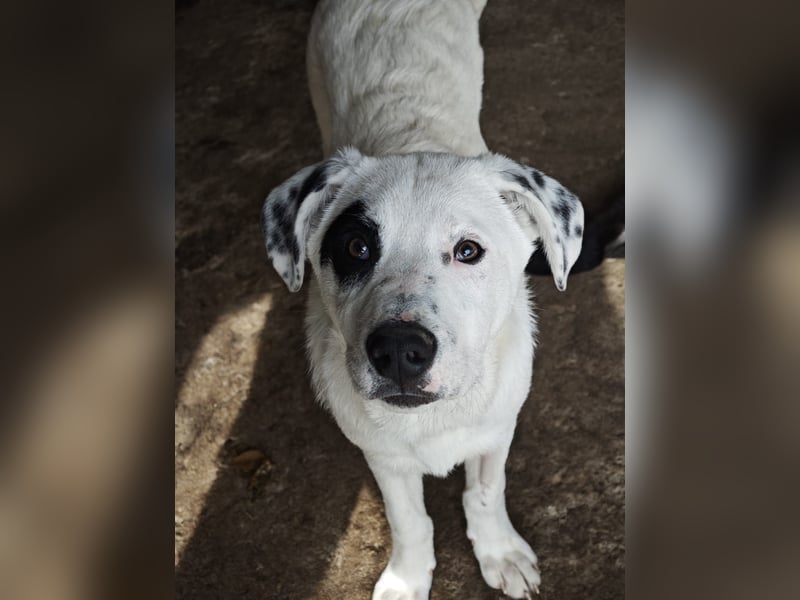 Tofu, Rüde, *ca. 10.09.2025, SH ca. kniehoch bis mittelgroß werdend, menschenbezogen, neugierig, lie