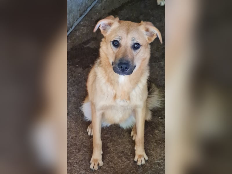 Rica, bald 2 jähriges Mädel, SH ca. mittelgroß, freundlich, sozial, aufgeweckt, verschmust