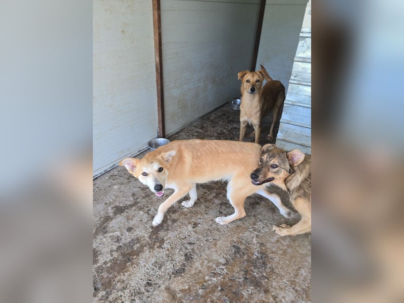 Andy, Rüde, *ca. 15.10.2024, ca. 55 cm, verschmust, aktiv, neugierig