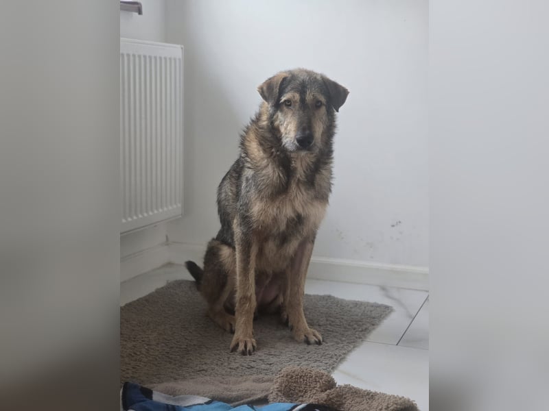 Werner, Rüde, *ca. 15.09.2023, ca. mittelgroß, ängstlich, vorsichtig, sensibel, unsicher