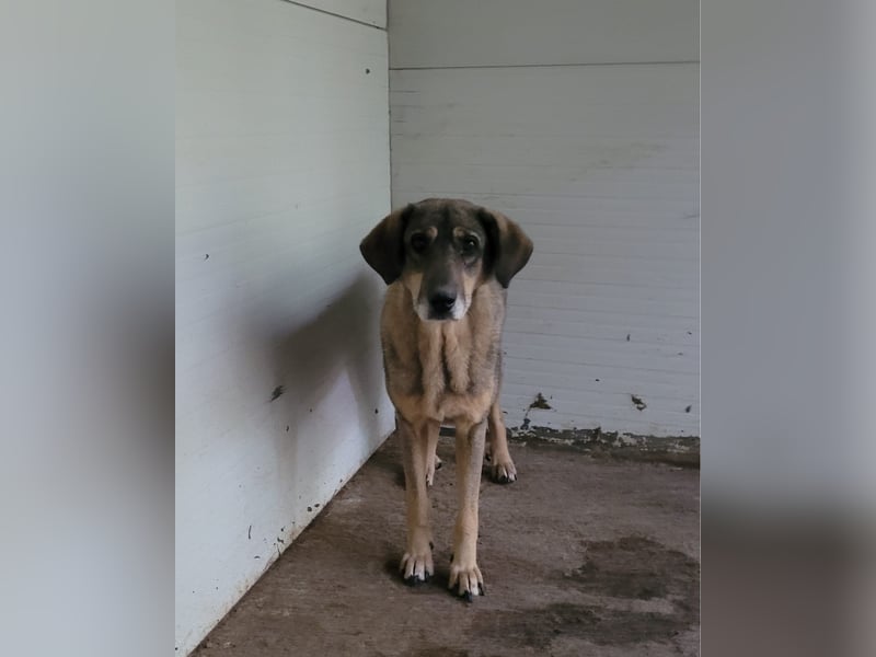 Tiffy, eine 8-jährige Hündin, mittelgroß, sozial, ängstlich, zögerlich,