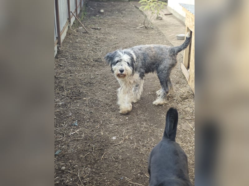 Benny, Rüde, *ca. 10.04.2018, ca. mittelgroß, aufmerksam, wachsam, sozial im Rudel