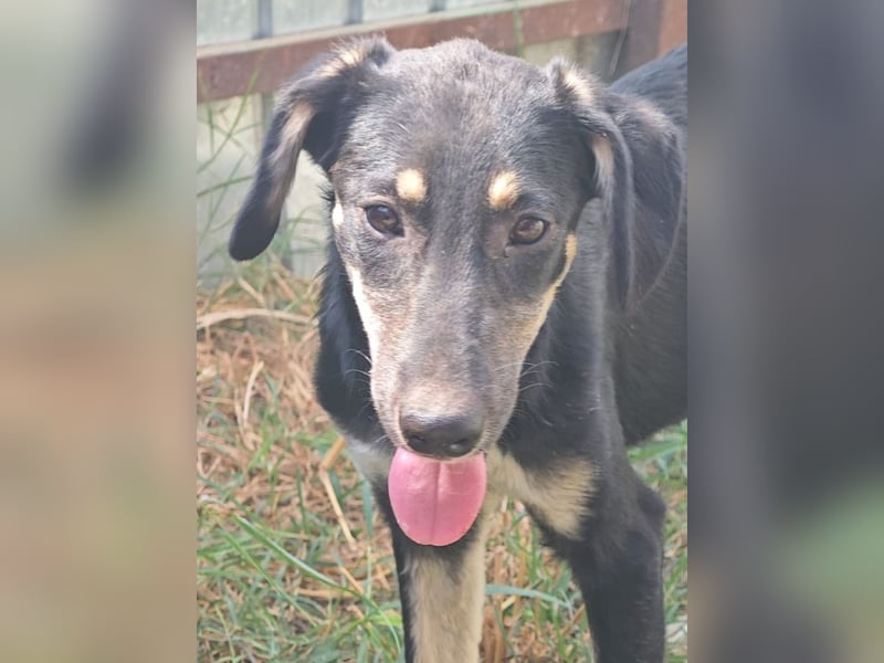 Cally, Hündin, *ca. 10.04.2025, ca. mittelgroß, freundlich, neugierig, sozial