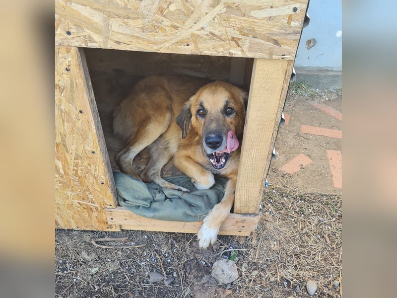 Arthos, Rüde, *ca. 20.10.2016, ca. mittelgroß, verschmust, aktiv, sozial, freundlich