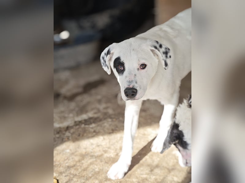 Tofu, Rüde, *ca. 10.09.2025, SH ca. kniehoch bis mittelgroß werdend, menschenbezogen, neugierig, lie