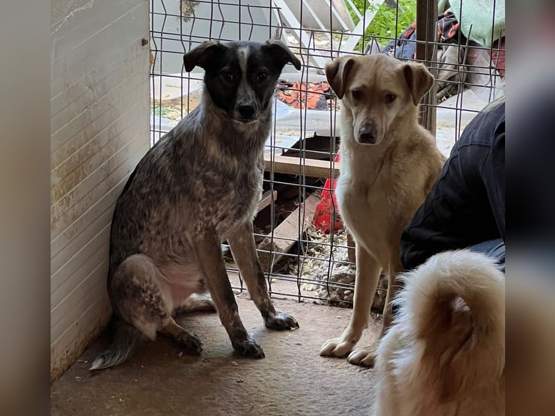 Xenon, fast 2-jähriger Jundhund, SH ca. mittelgroß, freundlich, neugierig, sozial